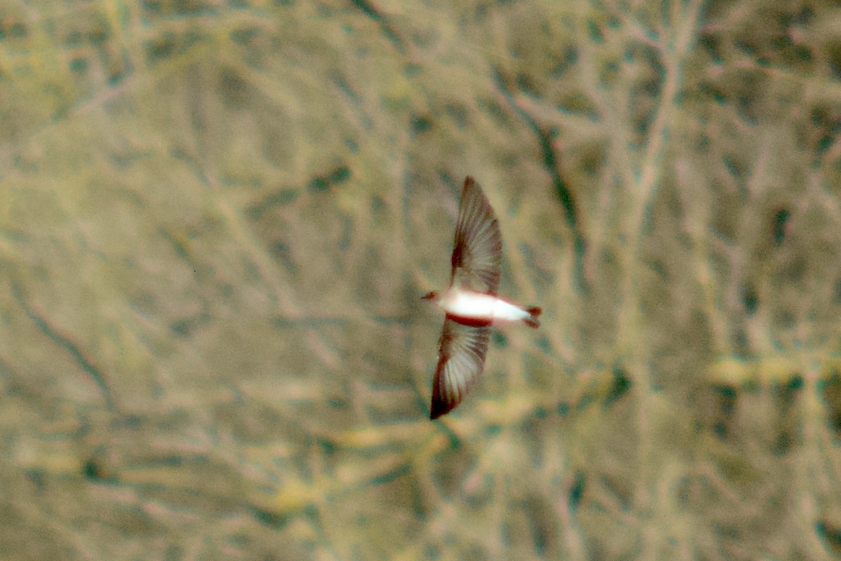 Northern Rough-winged Swallow - ML548962481