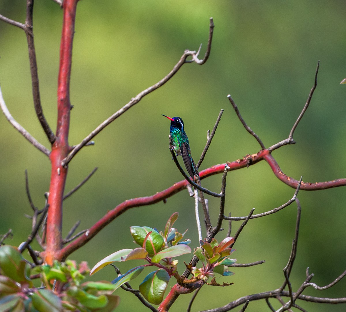 White-eared Hummingbird - ML548962671