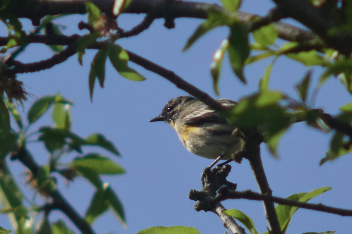 Yellow-rumped Warbler (Audubon's) - ML548962831