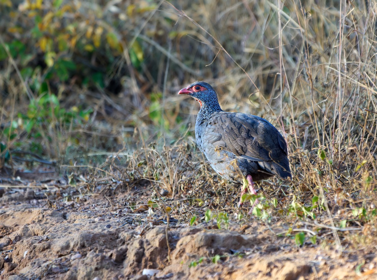 Red-necked Spurfowl (Cranch's) - ML548963581