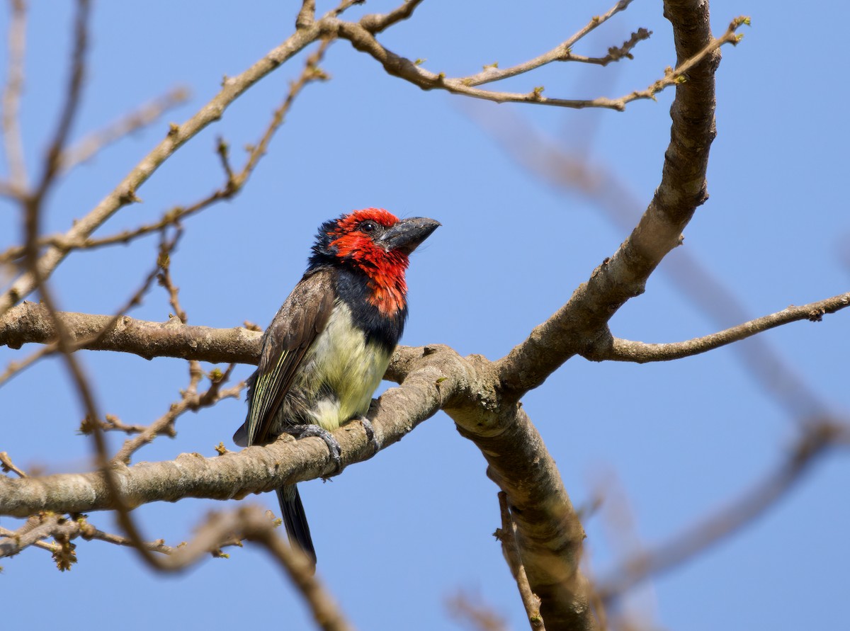 Black-collared Barbet - ML548963961