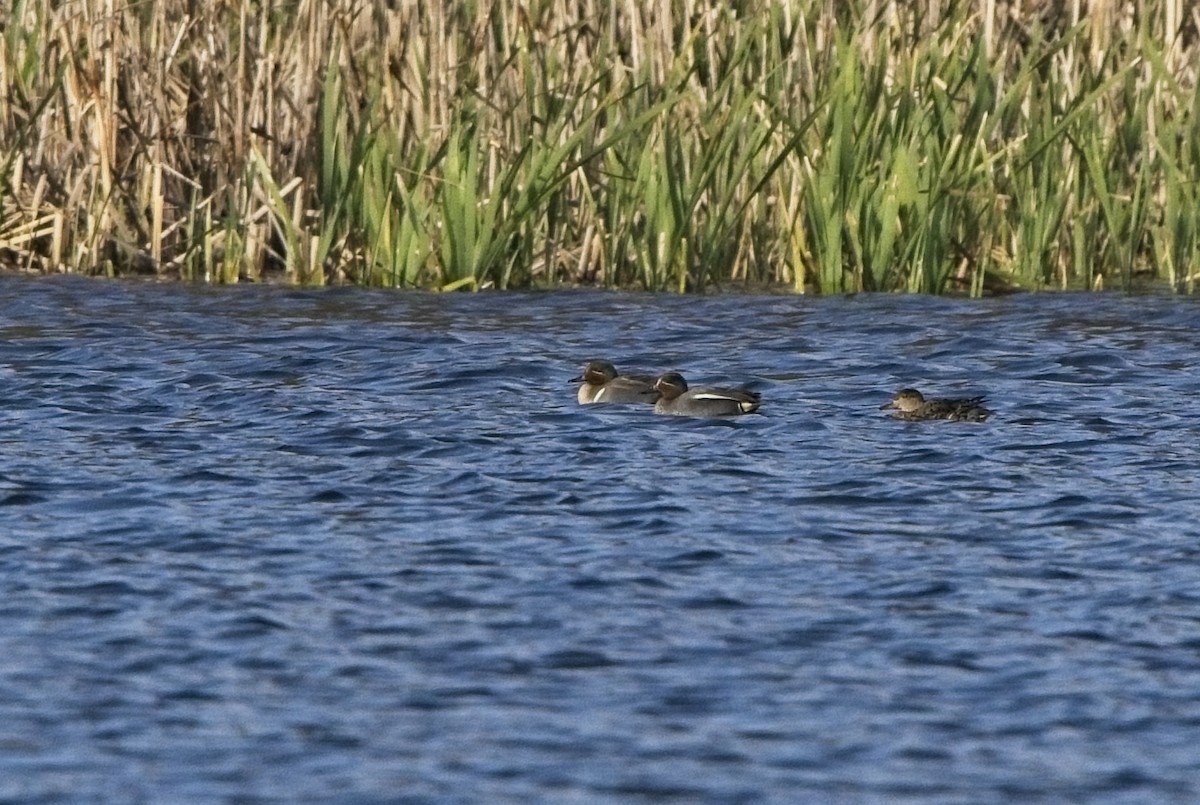 Green-winged Teal (American) - Xabier Vázquez Pumariño