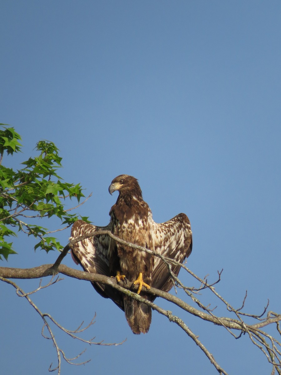 Bald Eagle - ML54896501