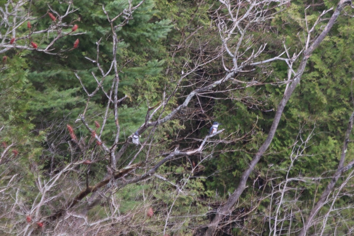 Belted Kingfisher - ML54896531