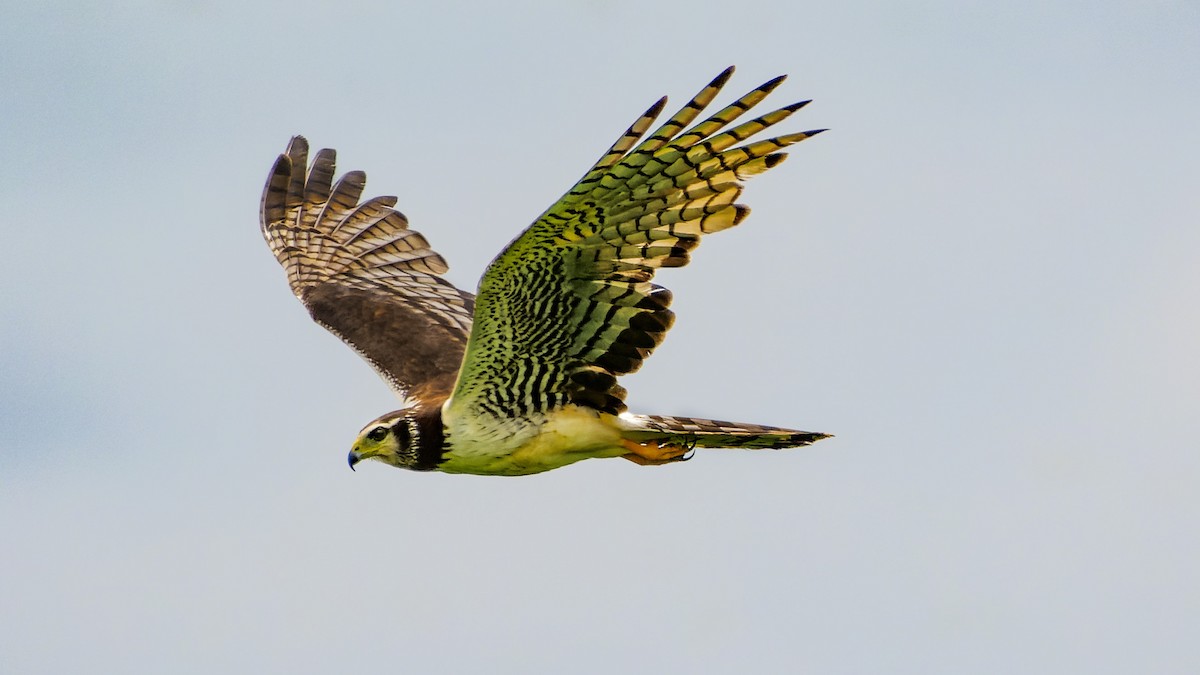 Long-winged Harrier - ML548965941