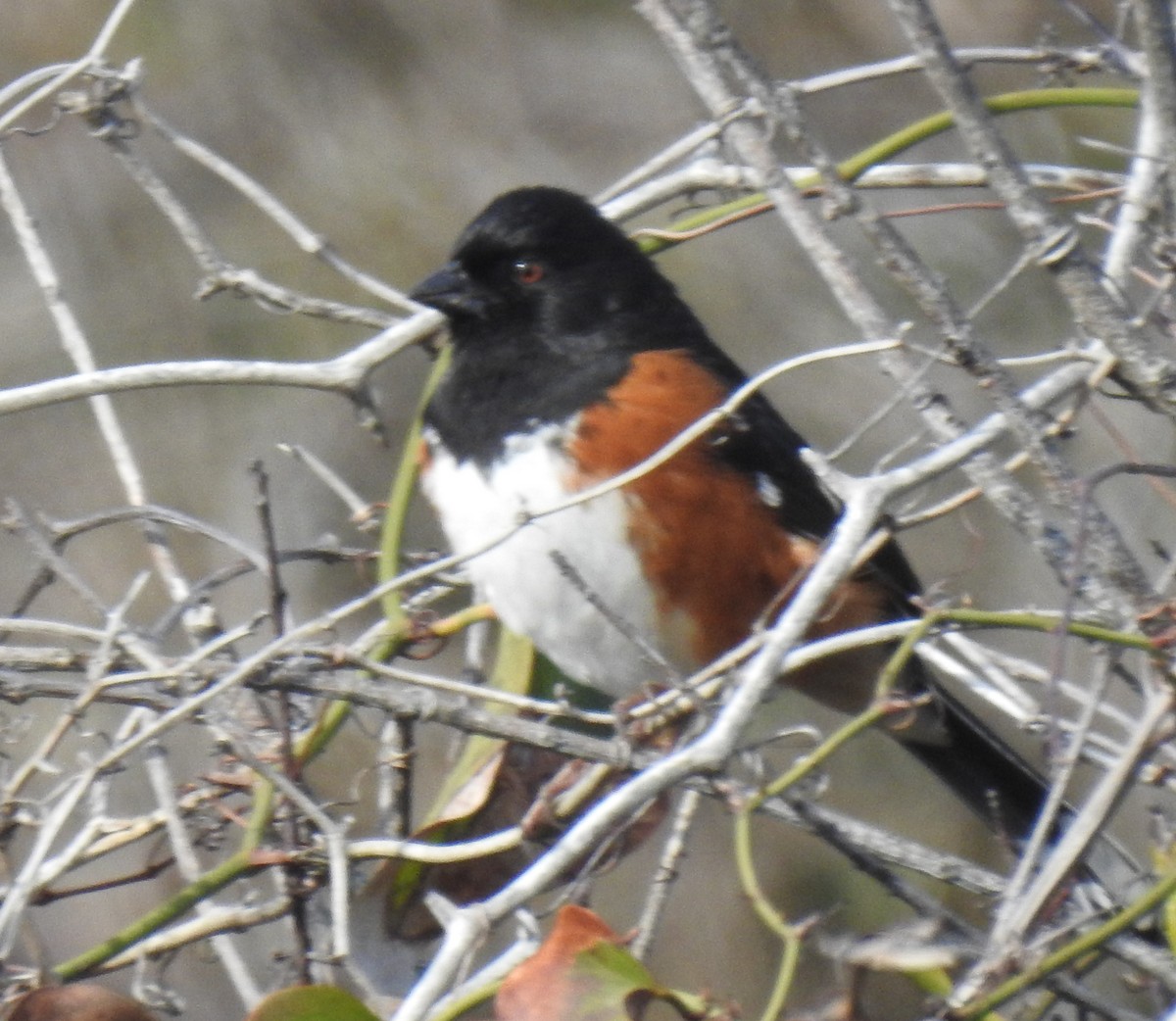Eastern Towhee - ML548966501