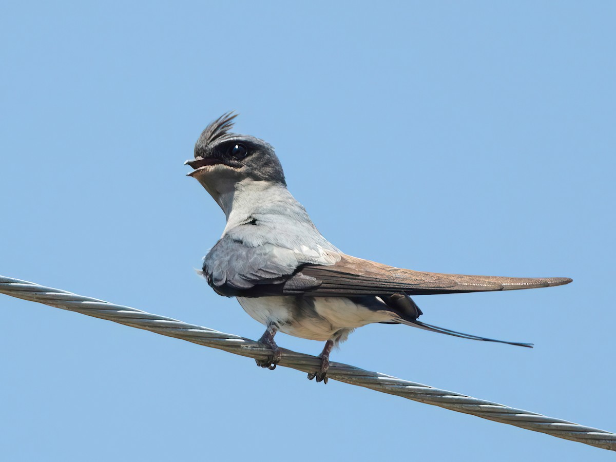 Crested Treeswift - ML548966771