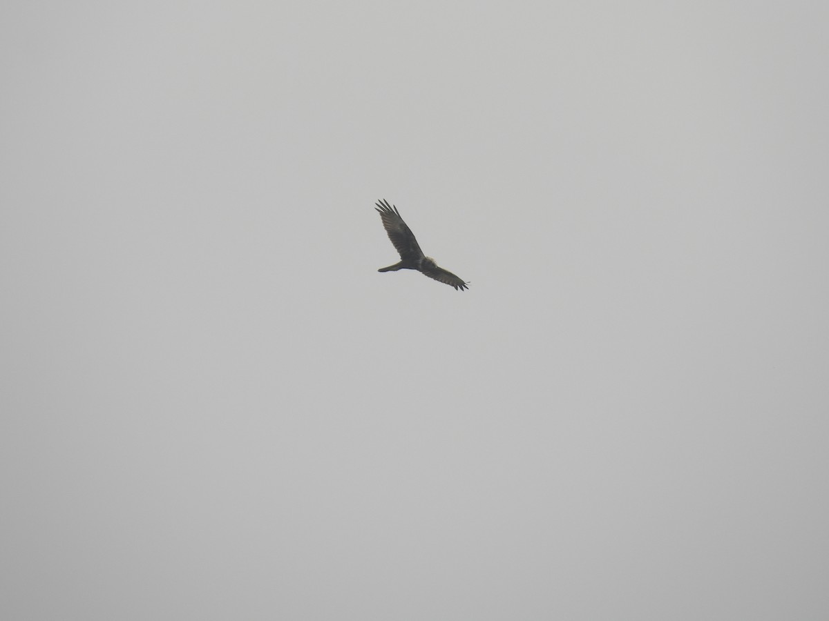 Eastern Marsh Harrier - ML548967001