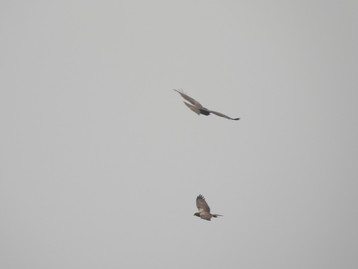 Eastern Marsh Harrier - ML548967021