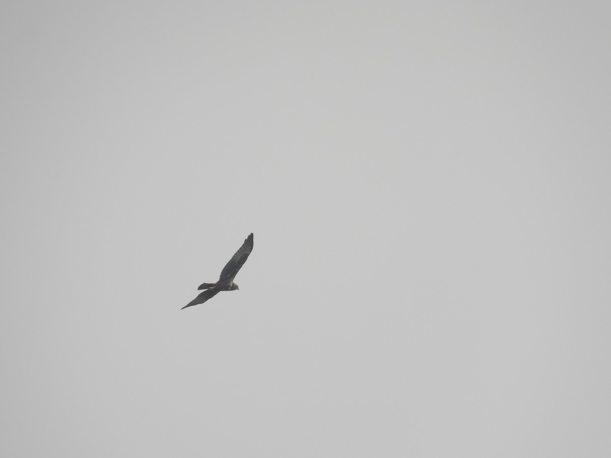 Eastern Marsh Harrier - ML548967031