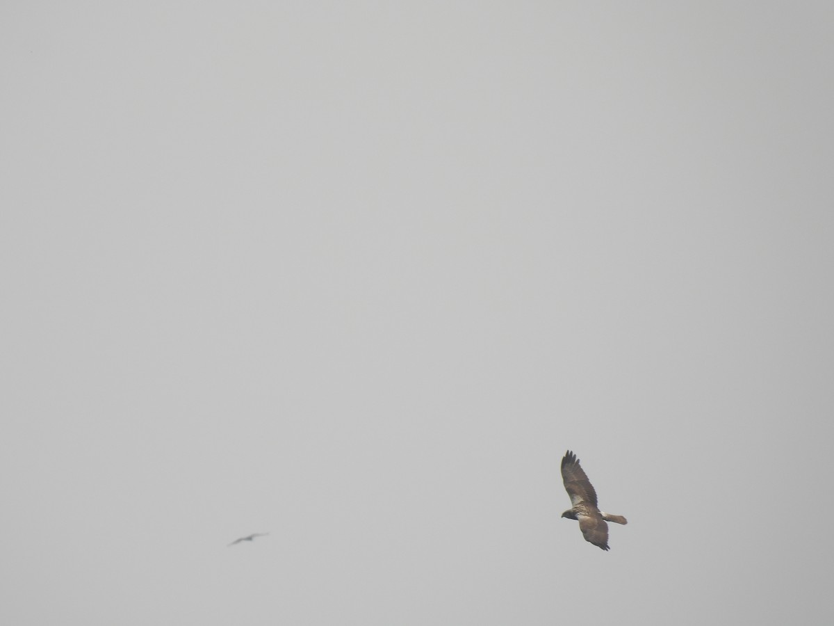 Eastern Marsh Harrier - ML548967041