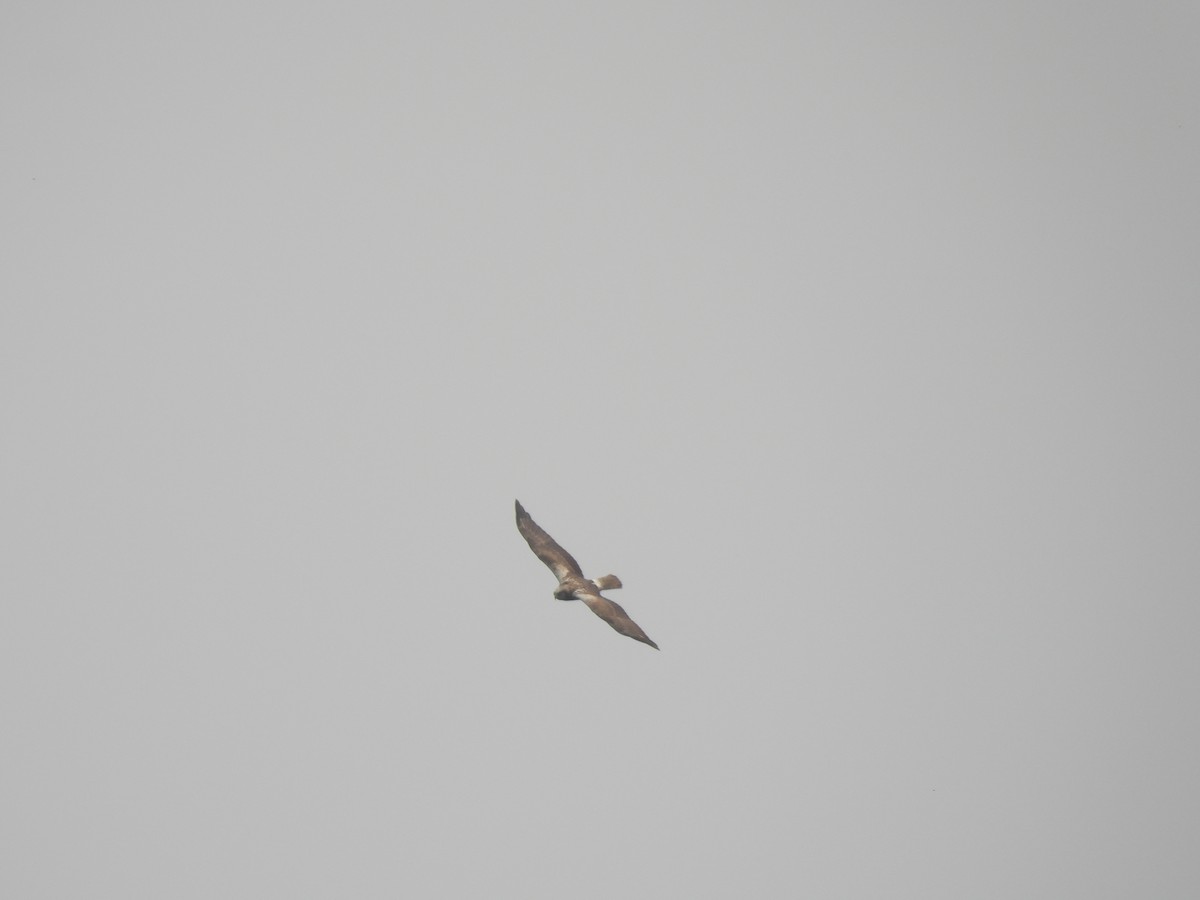 Eastern Marsh Harrier - ML548967051