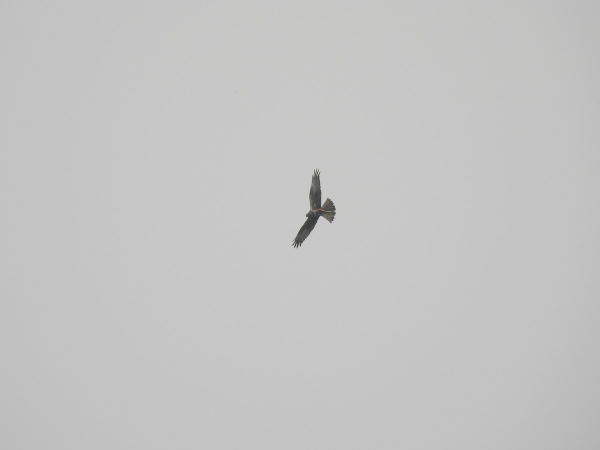 Eastern Marsh Harrier - ML548967061