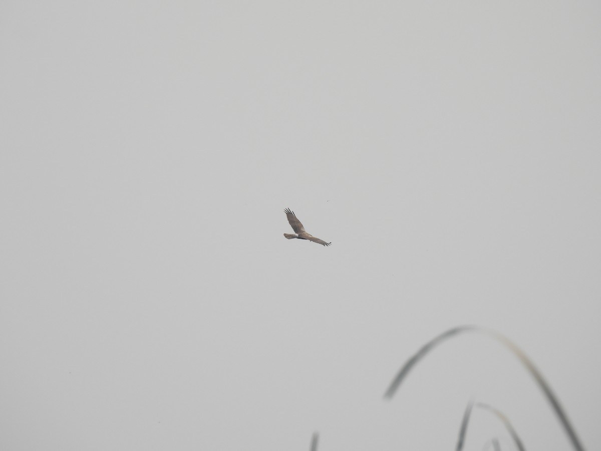 Eastern Marsh Harrier - ML548967071