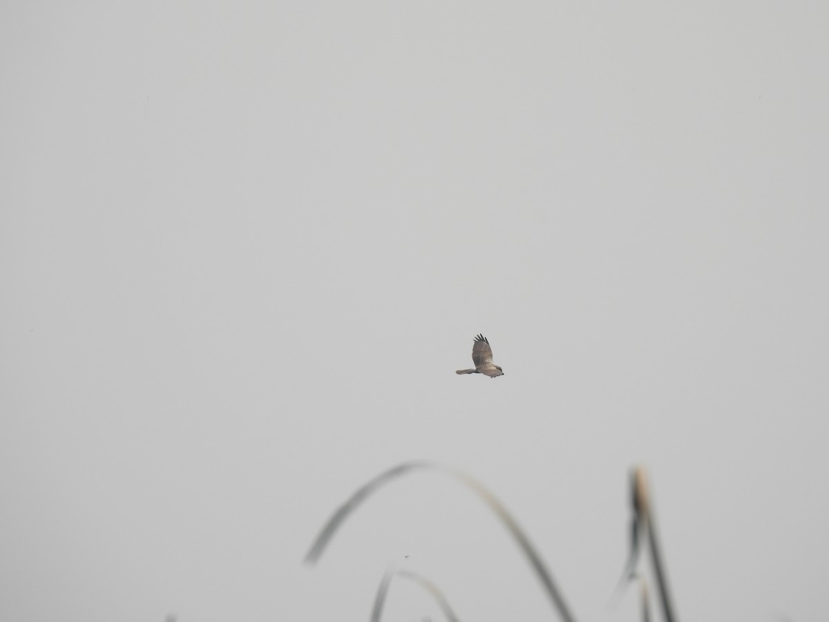 Eastern Marsh Harrier - ML548967081