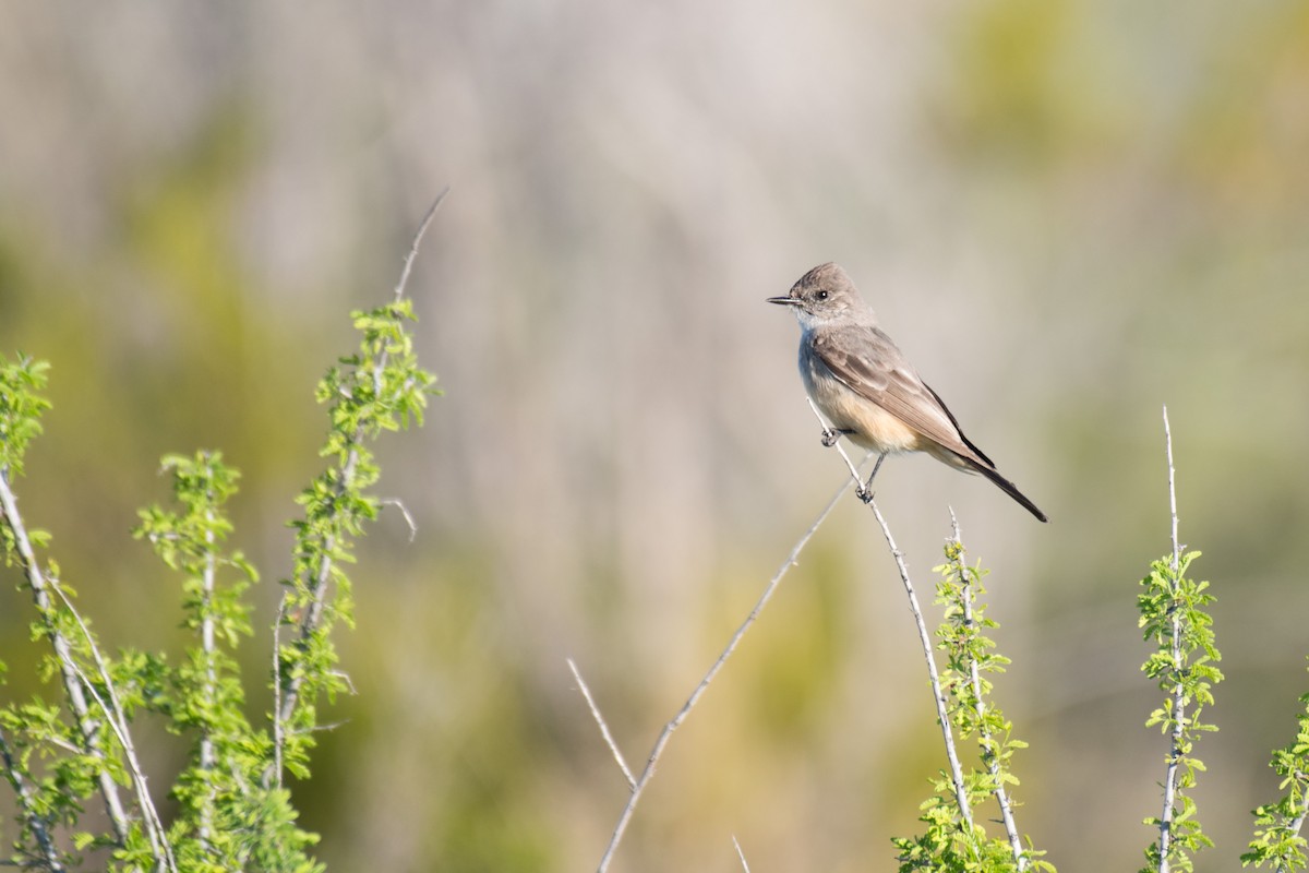 Say's Phoebe - ML548968391