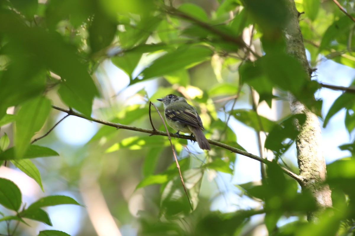 Sepia-capped Flycatcher - Lauri Mattle