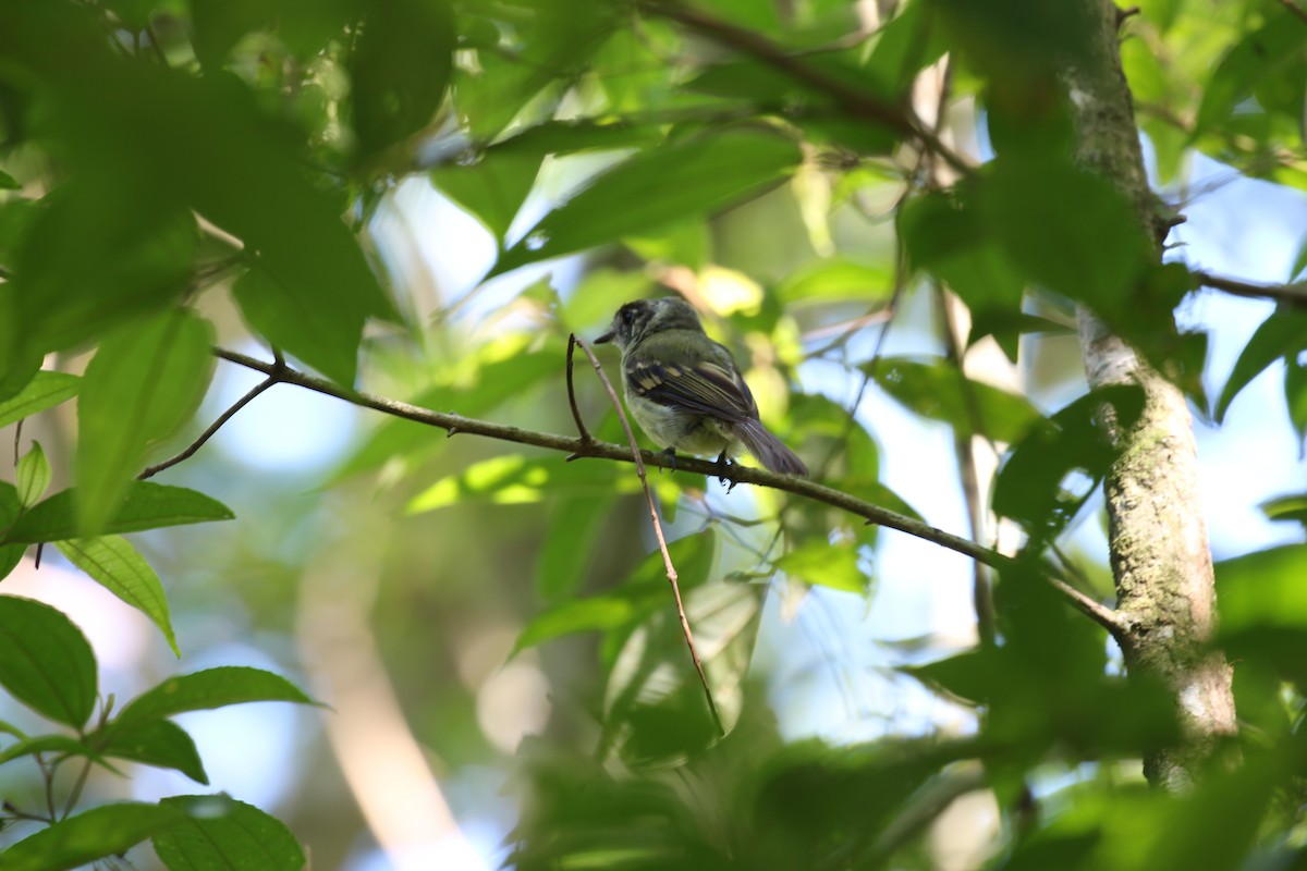 Sepia-capped Flycatcher - Lauri Mattle