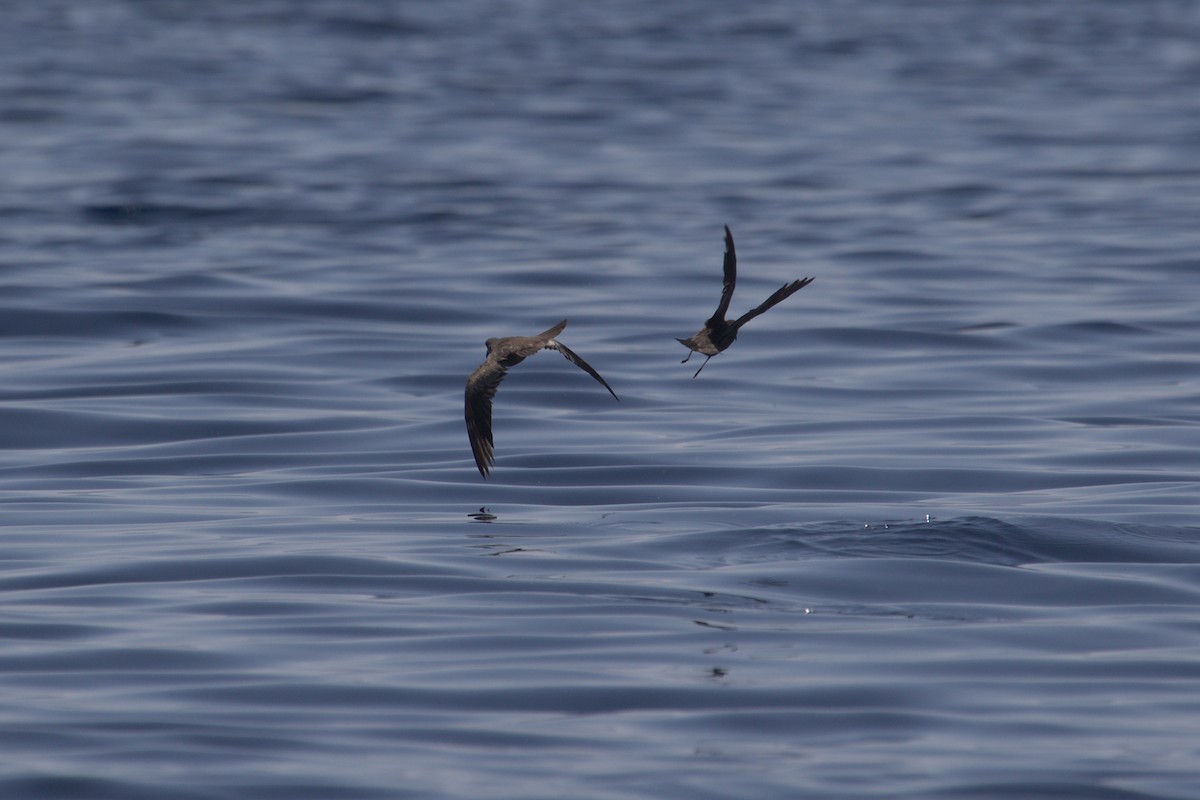 Swinhoe's Storm-Petrel - ML548971001