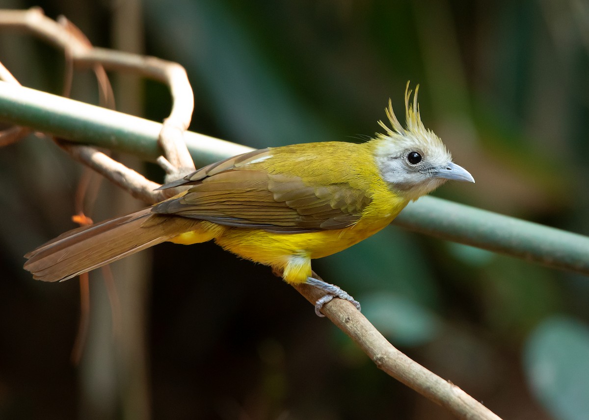 White-throated Bulbul - Ayuwat Jearwattanakanok