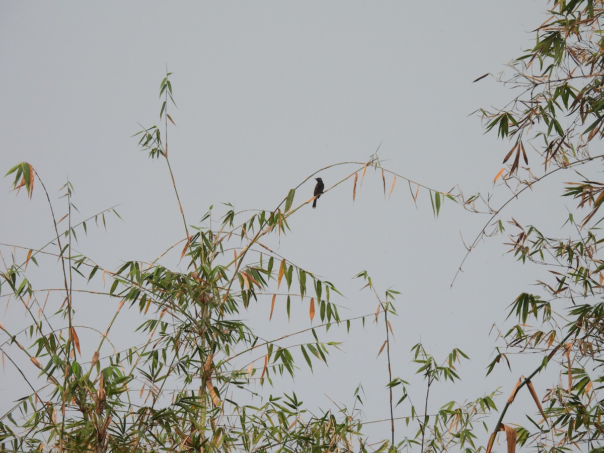 Red-vented Bulbul - ML548972291