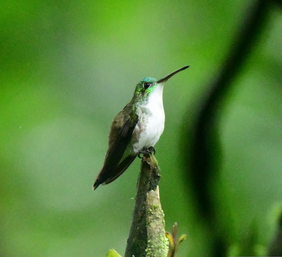 kolibřík andský - ML548972441