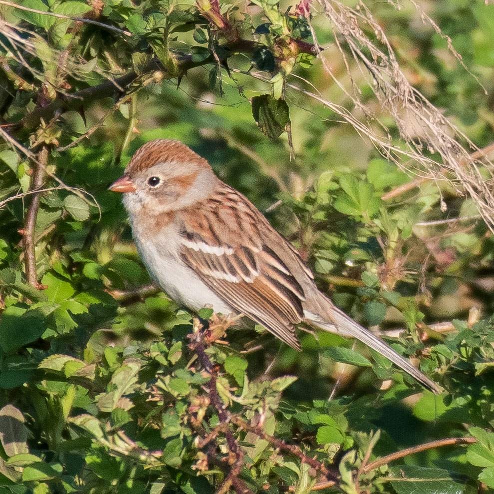 Field Sparrow - ML548972511