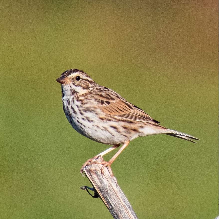 Savannah Sparrow - ML548972541