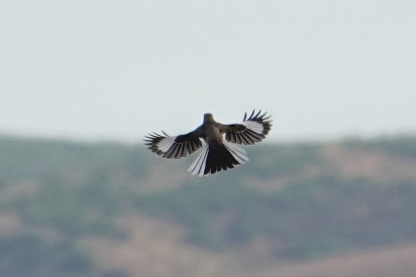 Northern Mockingbird - ML548973191