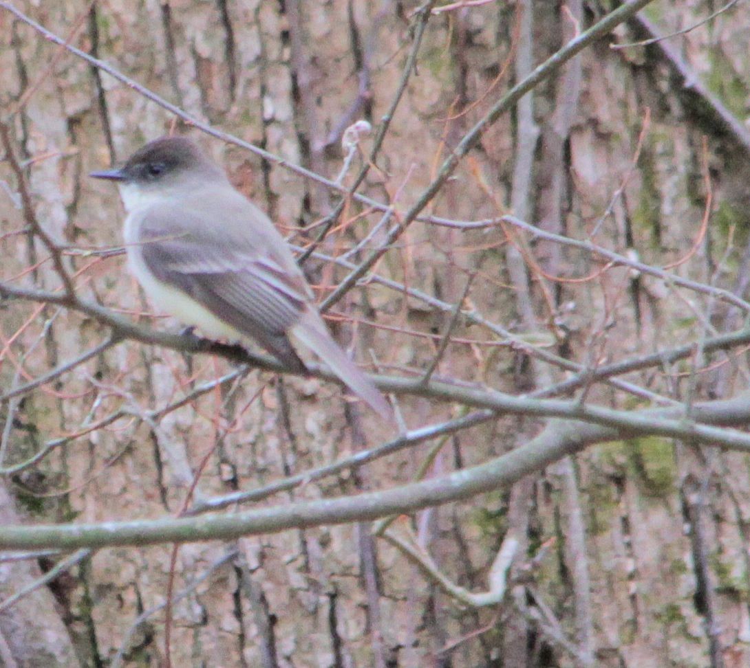 Eastern Phoebe - ML548974191