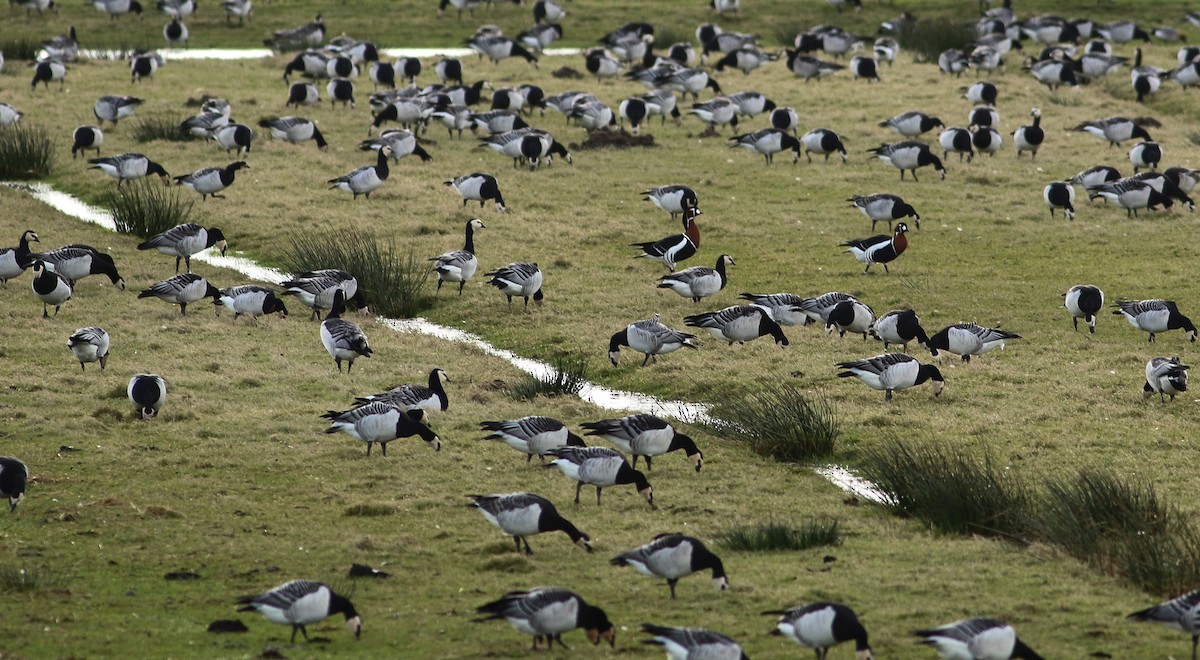 Barnacle Goose - ML548974791