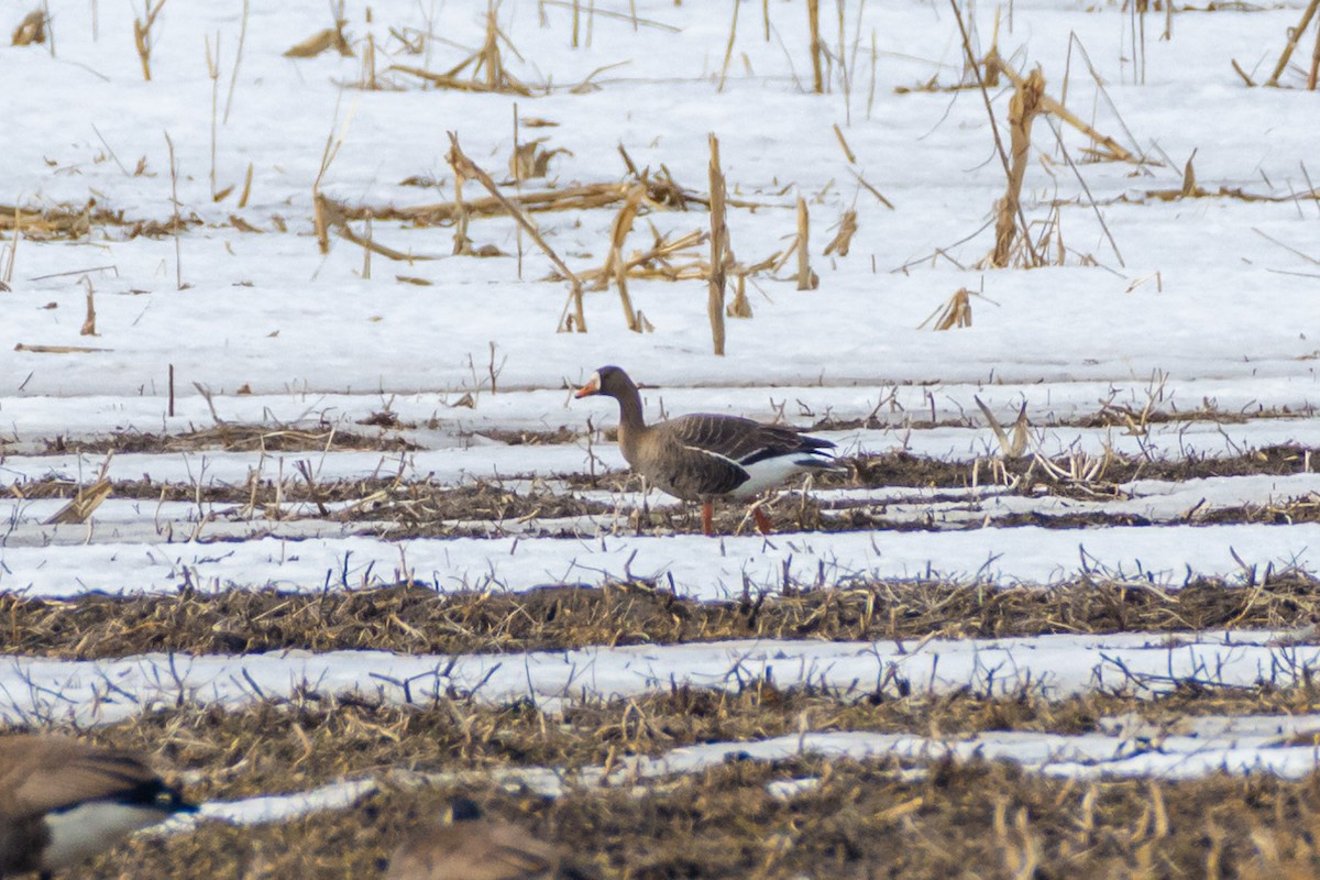 Greater White-fronted Goose - ML548974821