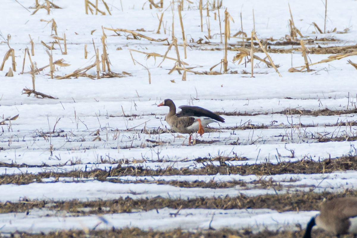 Greater White-fronted Goose - ML548974831