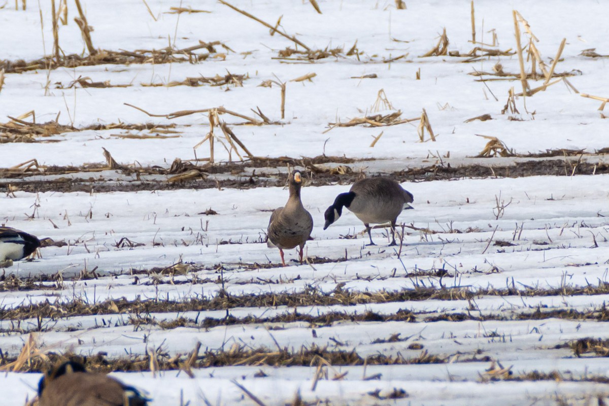 Greater White-fronted Goose - ML548974841