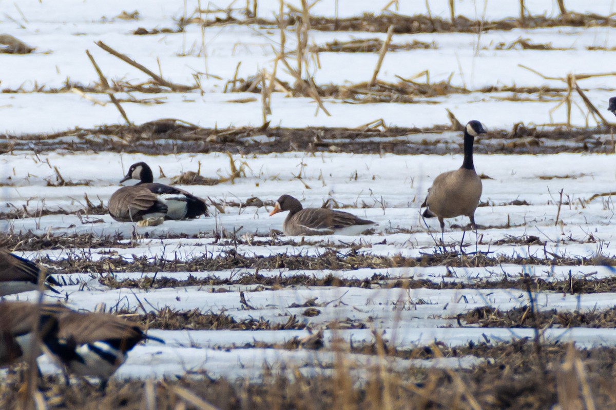 Greater White-fronted Goose - ML548974851