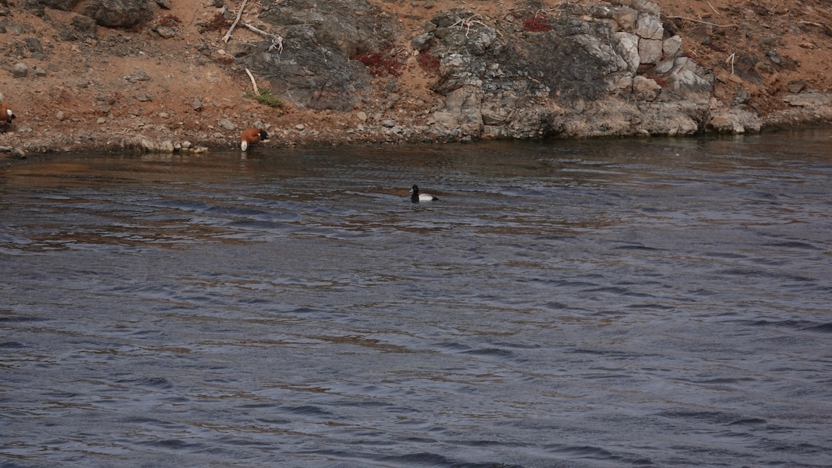Lesser Scaup - ML548976561