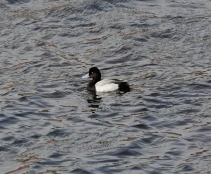 Lesser Scaup - ML548976651