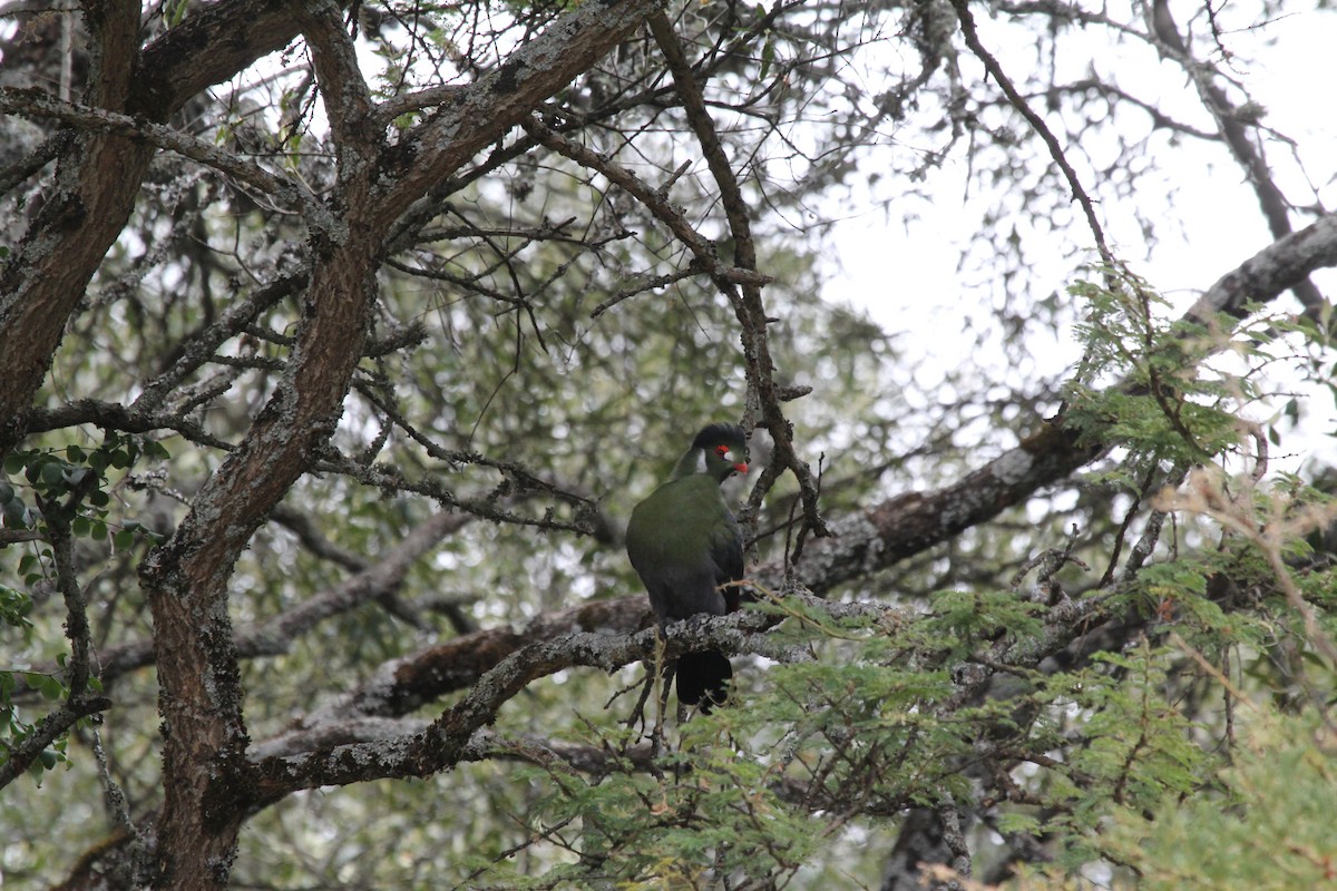 Turaco Cariblanco - ML548977901