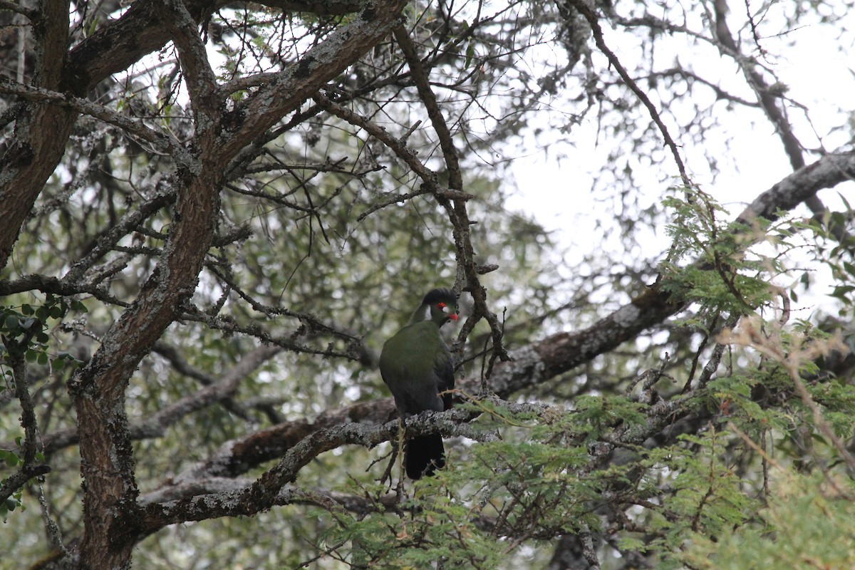 White-cheeked Turaco - ML548977911