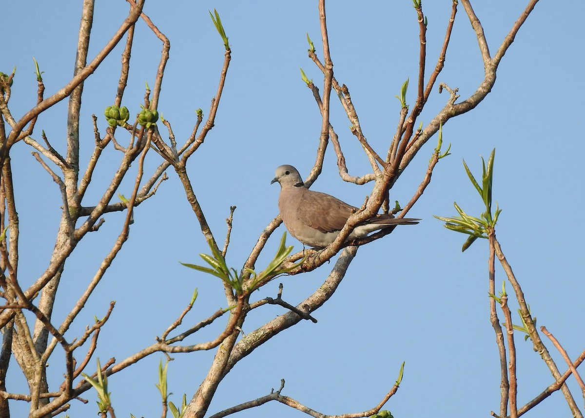 Red Collared-Dove - ML548977931