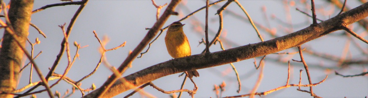 Palm Warbler - ML54897811