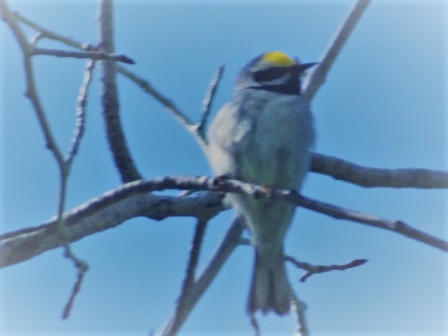 Golden-winged Warbler - ML548978331