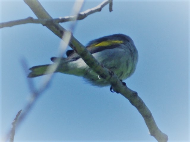 Golden-winged Warbler - ML548978351