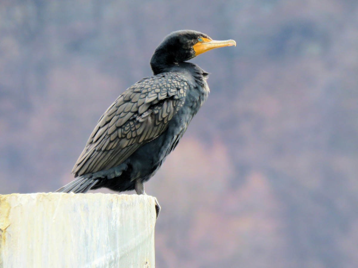 Double-crested Cormorant - Dean Newhouse