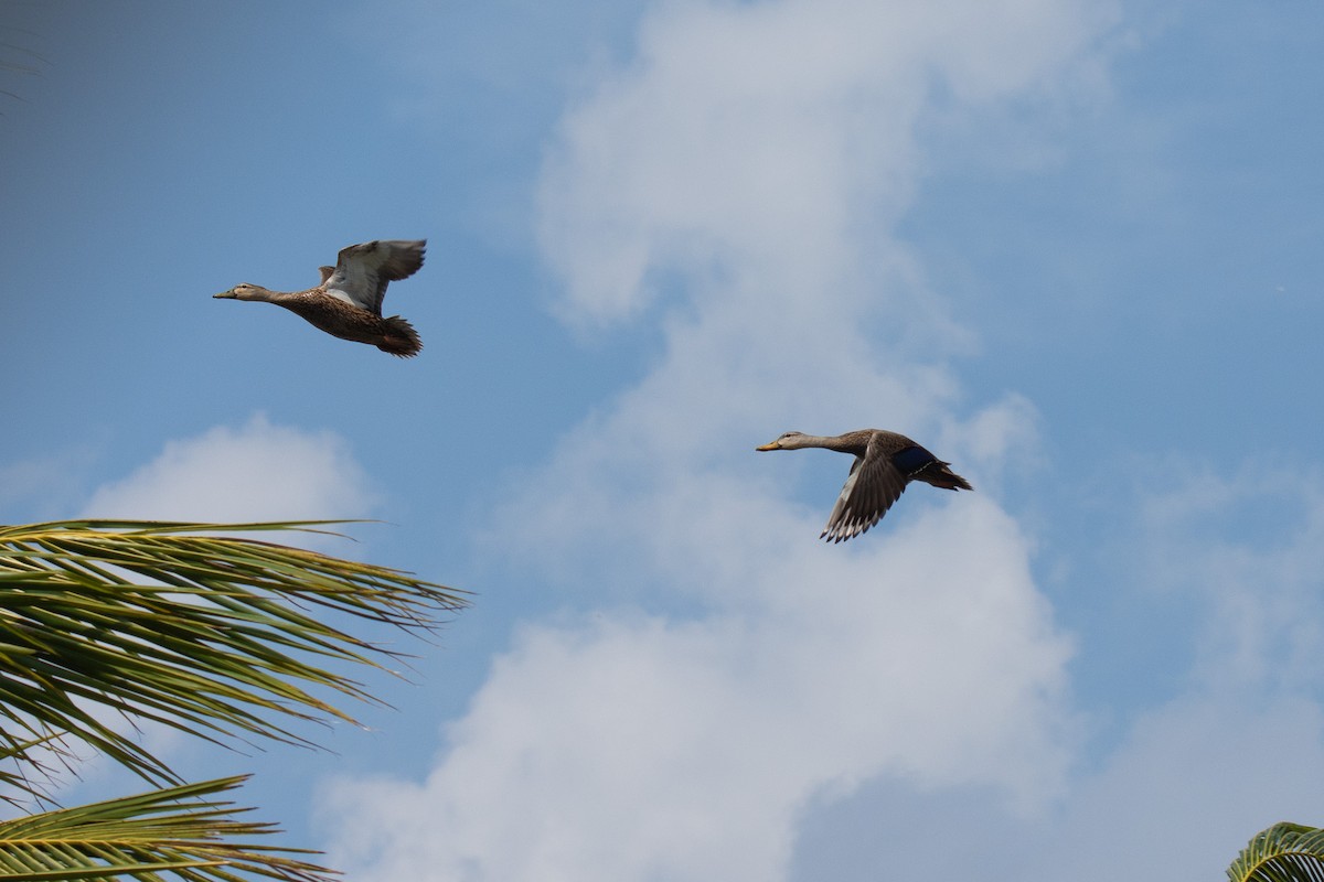 Mottled Duck - ML548981061