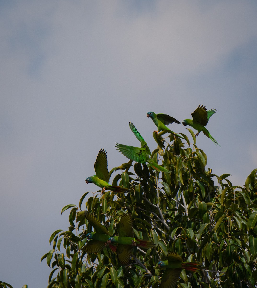 Blue-crowned Parakeet - ML548981121