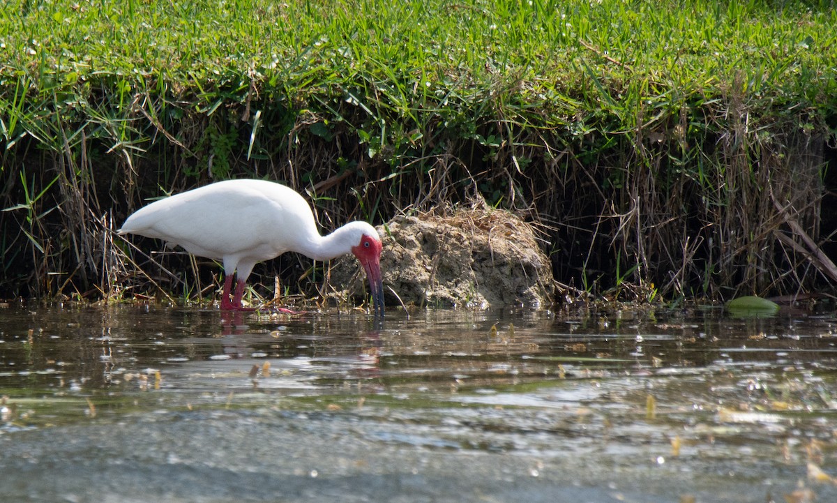 White Ibis - ML548981341