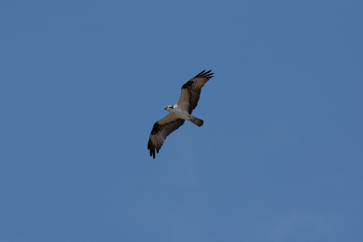 Osprey - ML548981381