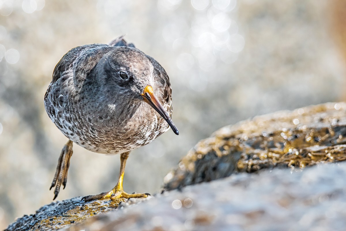 Purple Sandpiper - Nina Ehmer