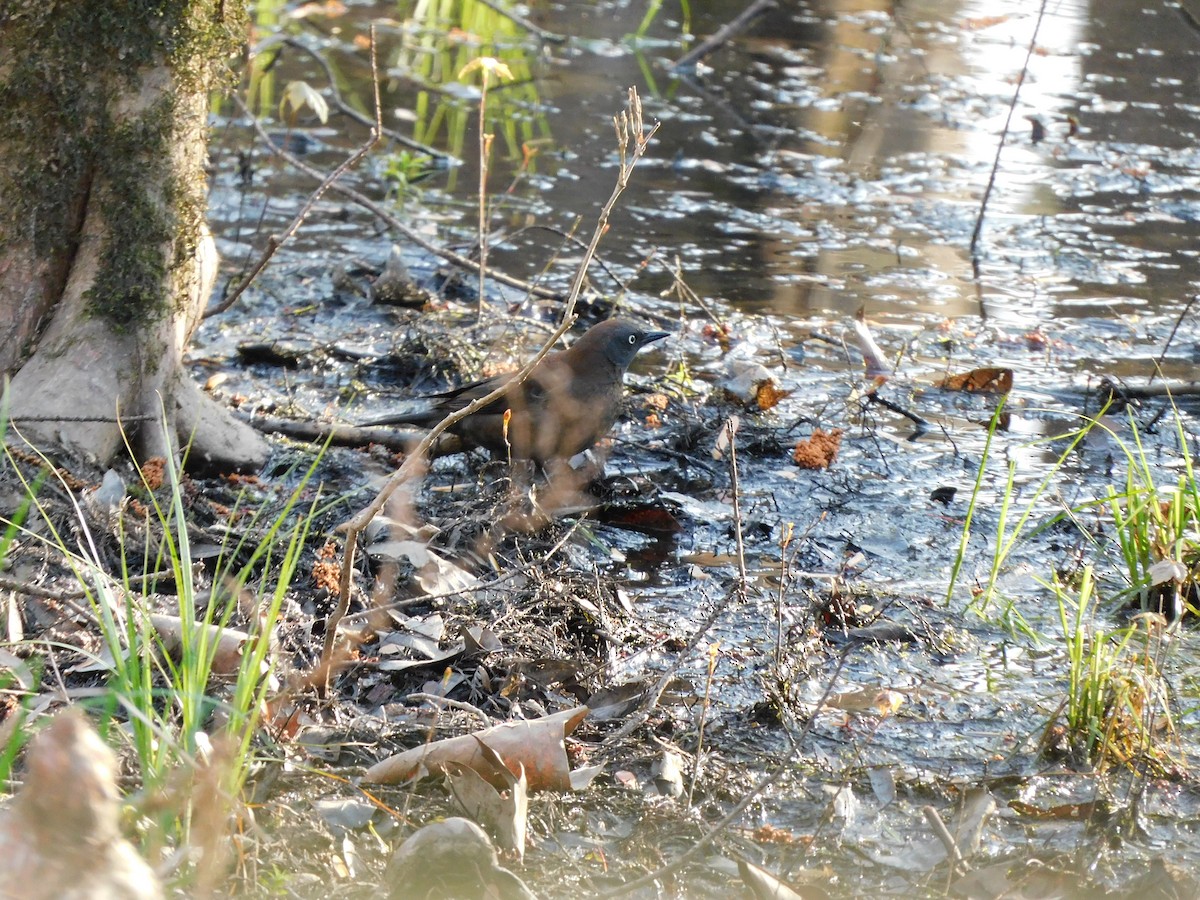 Rusty Blackbird - ML548981581